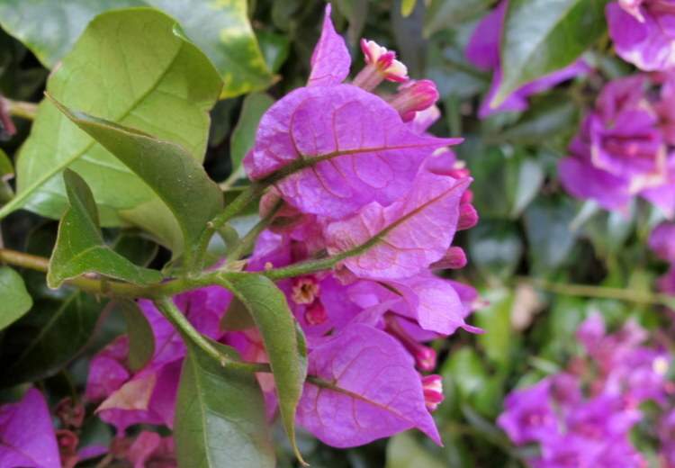 گل کاغذی کبیر